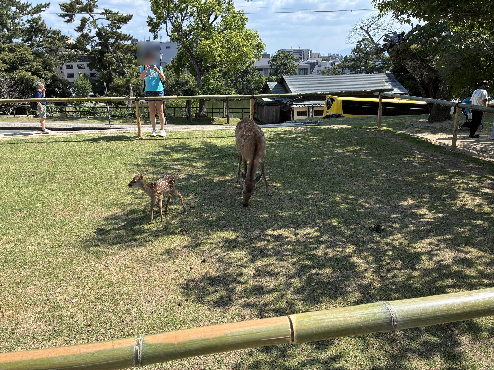 奈良公園の鹿・草を食んでいる自然な様子