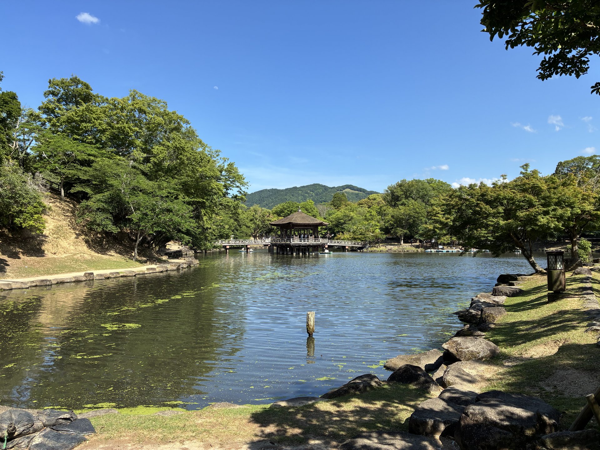 鷺池と浮見堂の全景・2026年5月末