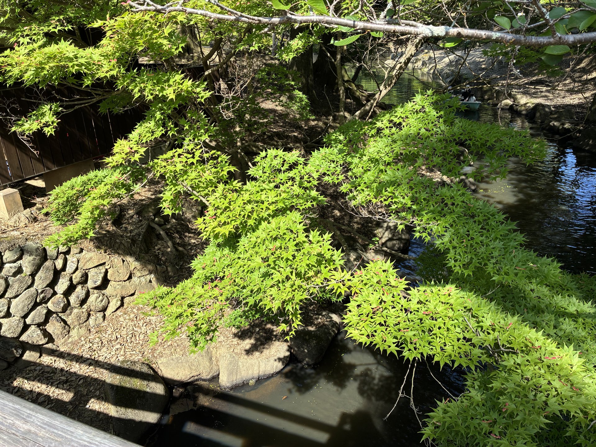 浮見堂 青モミジ 5月末の葉先・茶色が始まっている状態