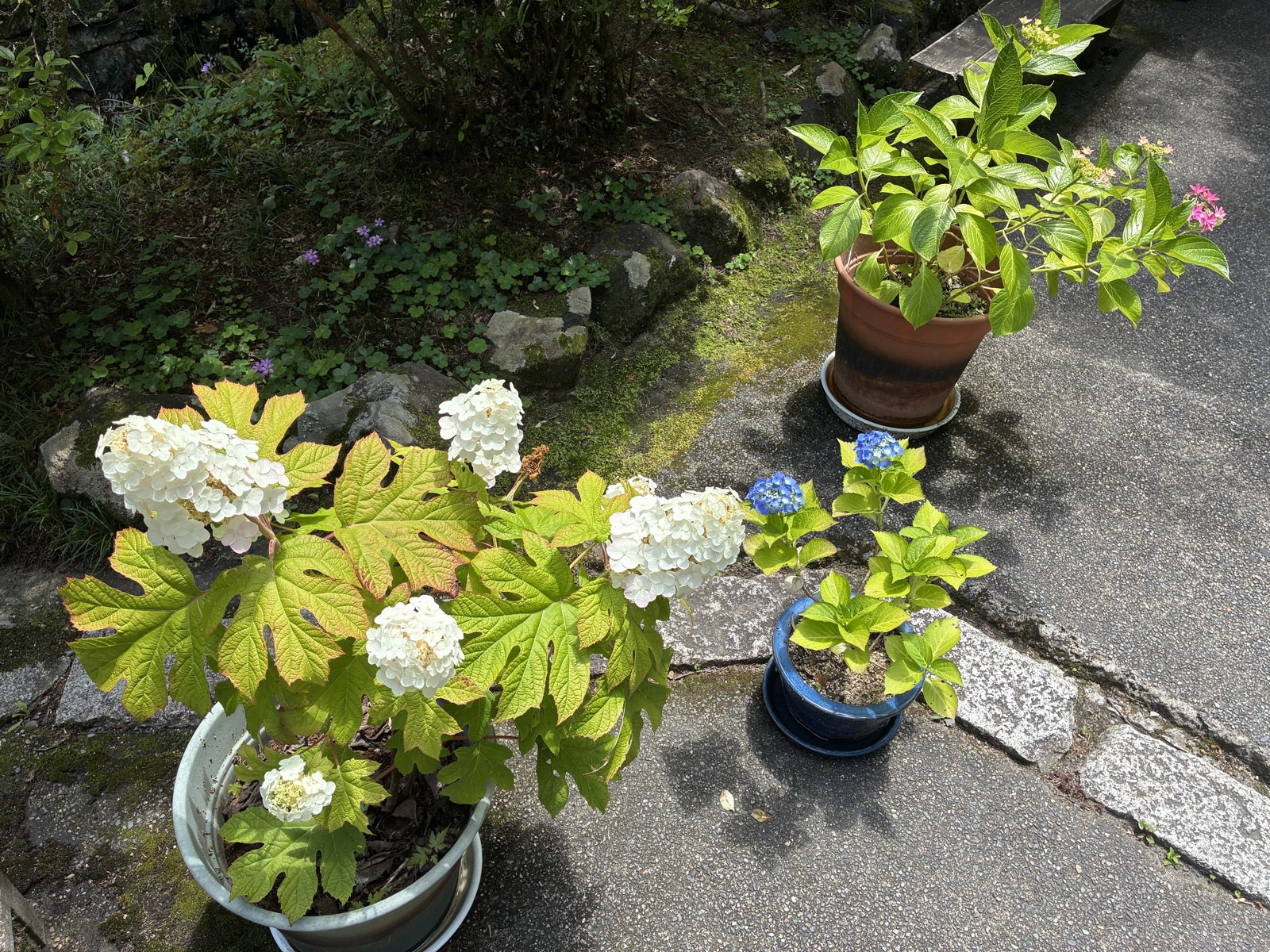 参道の鉢植えあじさい。私が見た中ではここがいちばん咲いていました