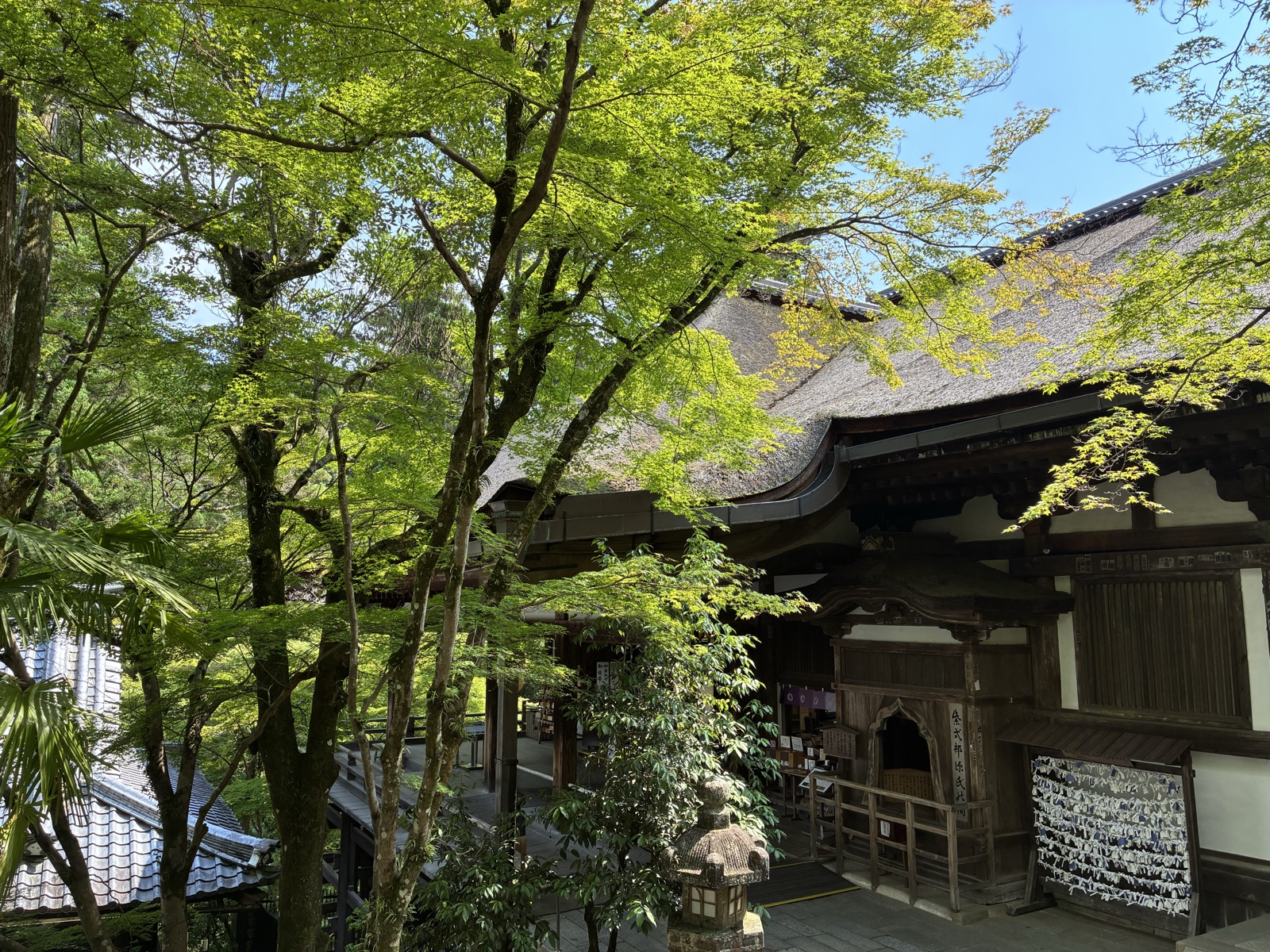 本堂と青もみじ。参道も境内も、6月は緑がきれいでした