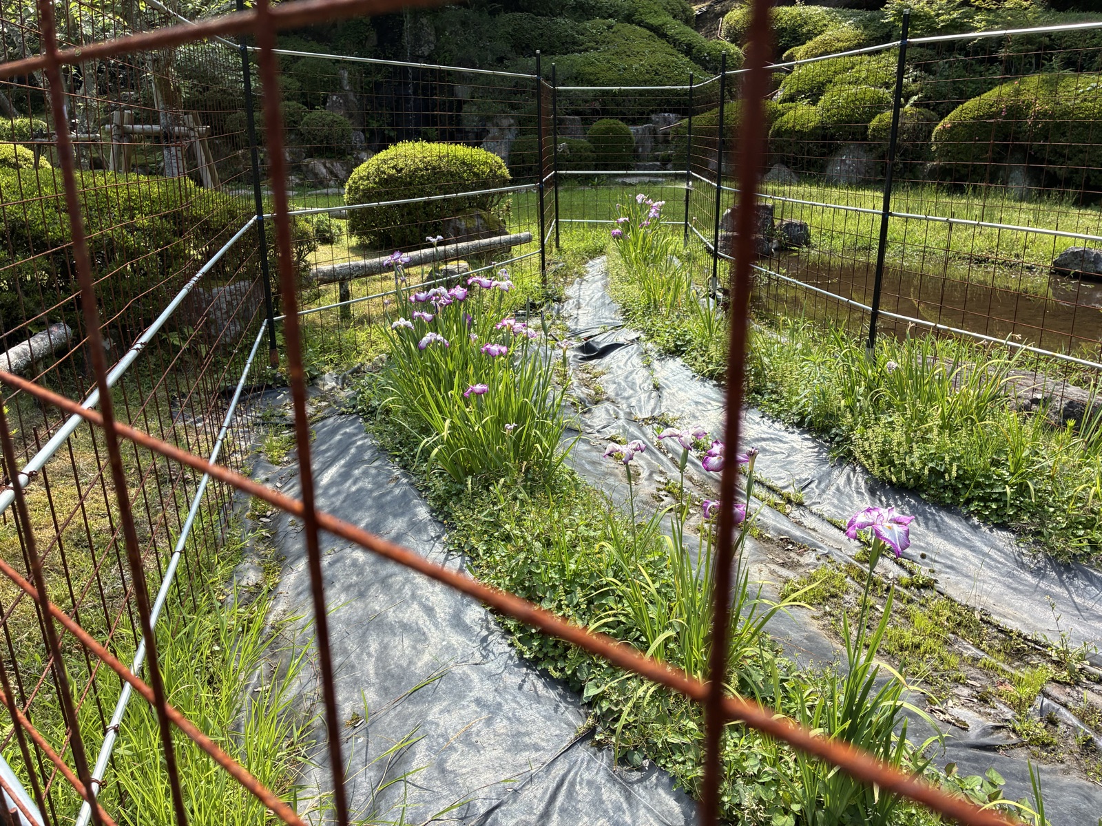 無憂園まわりは鹿よけの柵越し。咲いていたのは花菖蒲かもしれません（よく分かりませんでした）