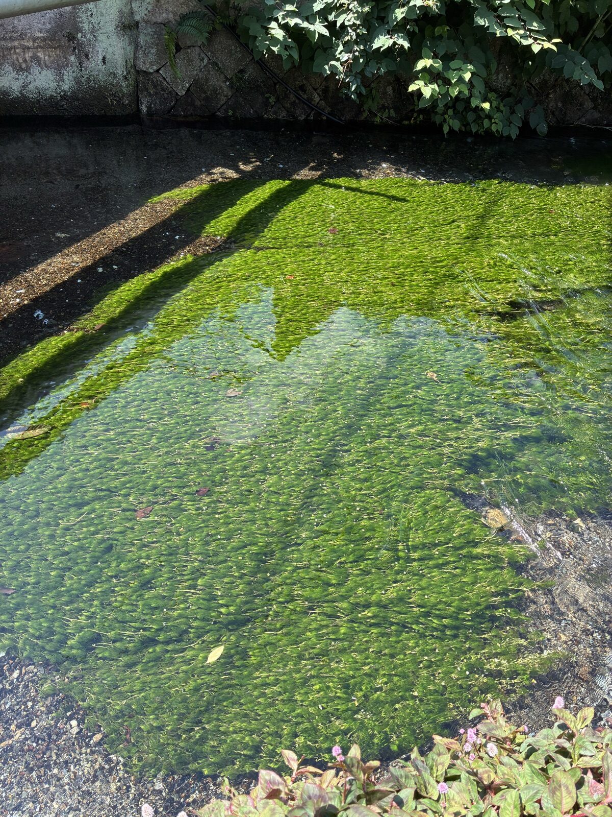地蔵川の水中で咲く梅花藻のアップ