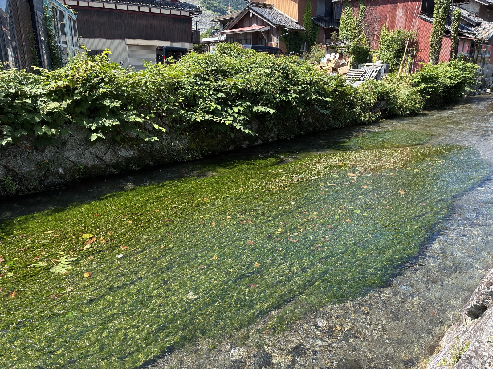 地蔵川の水中で咲く梅花藻のアップ