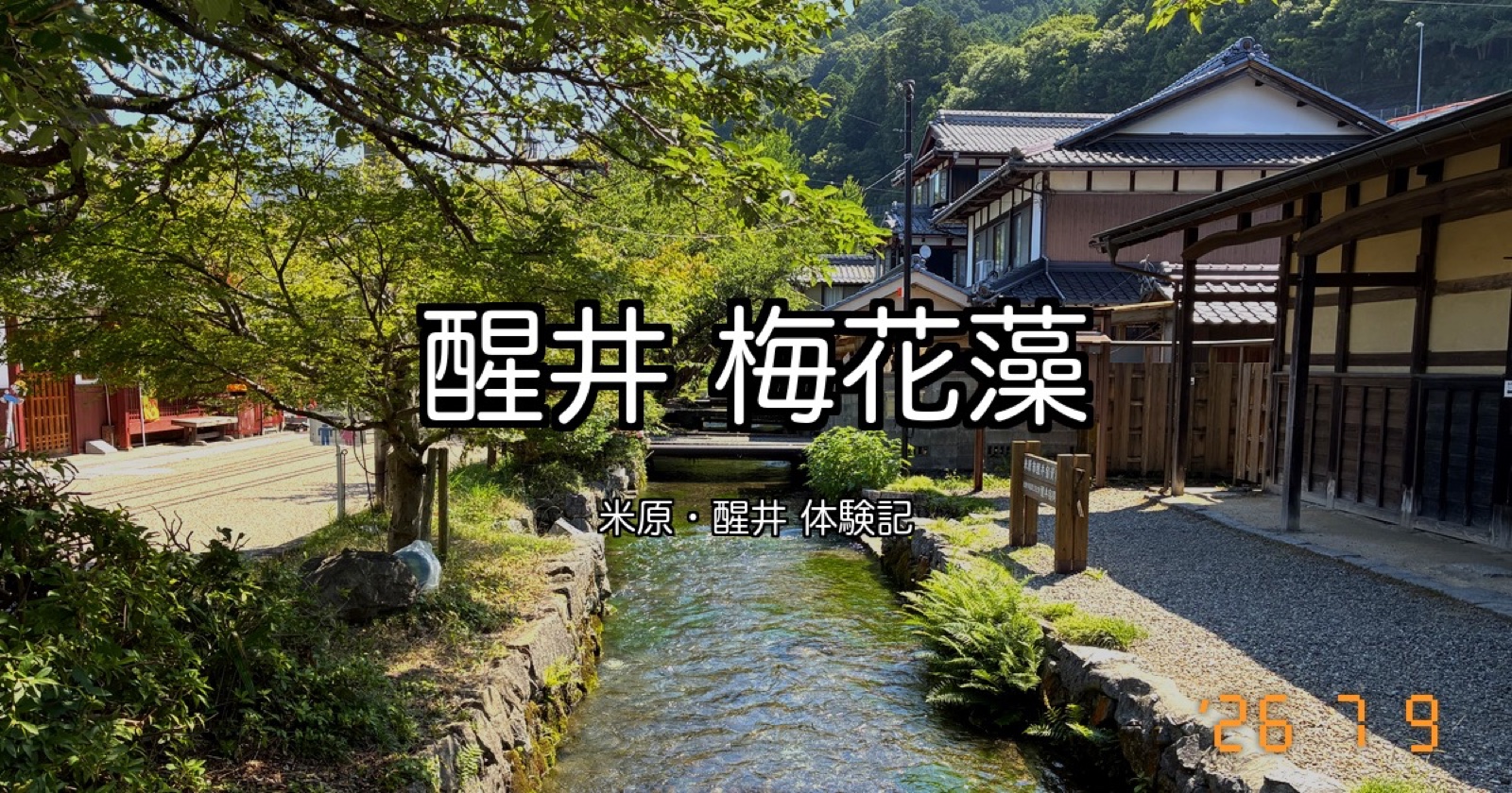 醒井の梅花藻、7月の見頃は？多賀大社とめぐる近江の一日