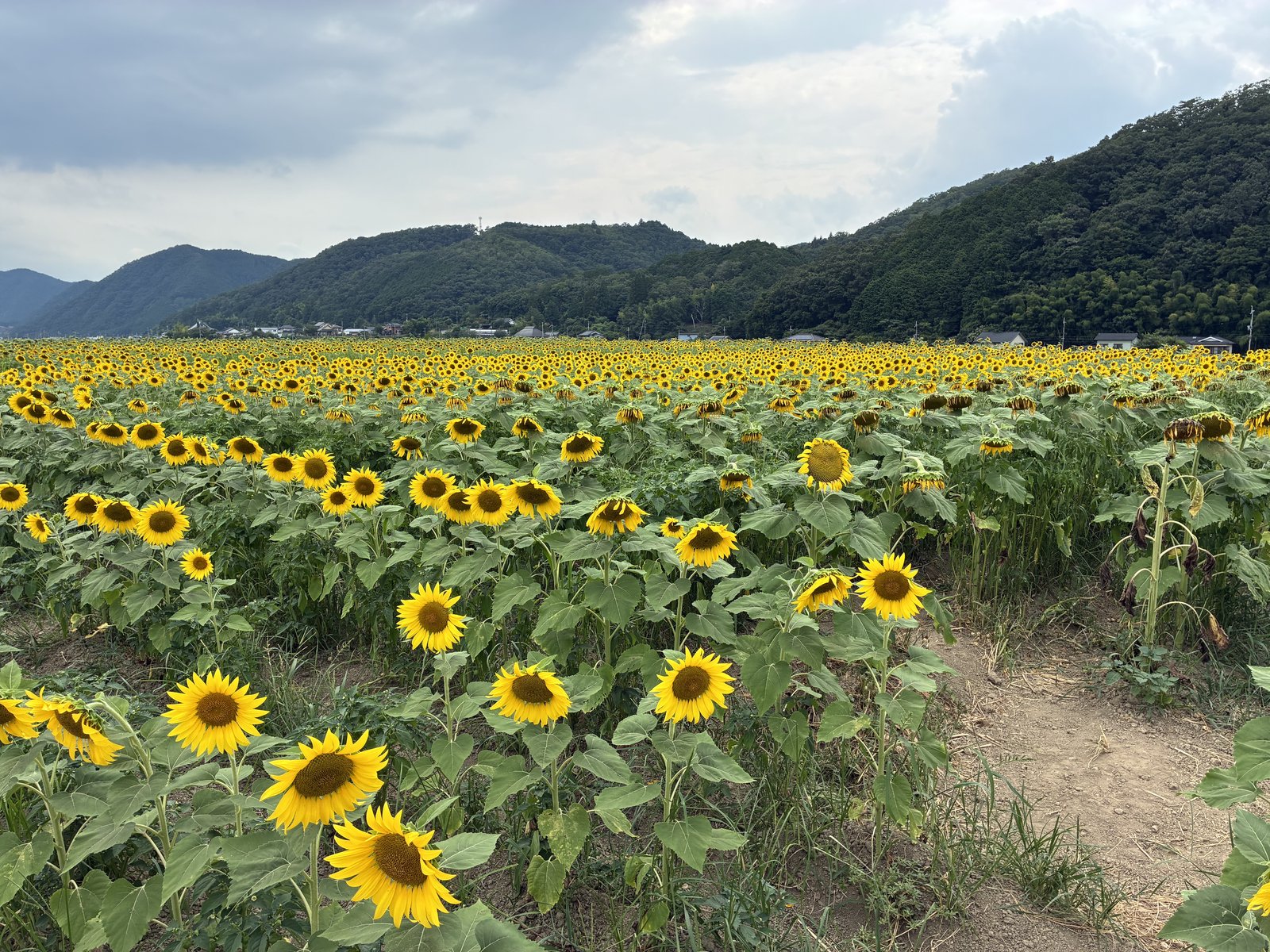 進む方向に一面に広がる南光ひまわり畑。曇り空の下に黄色が続く