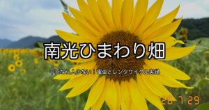 南光ひまわり畑のひまわり