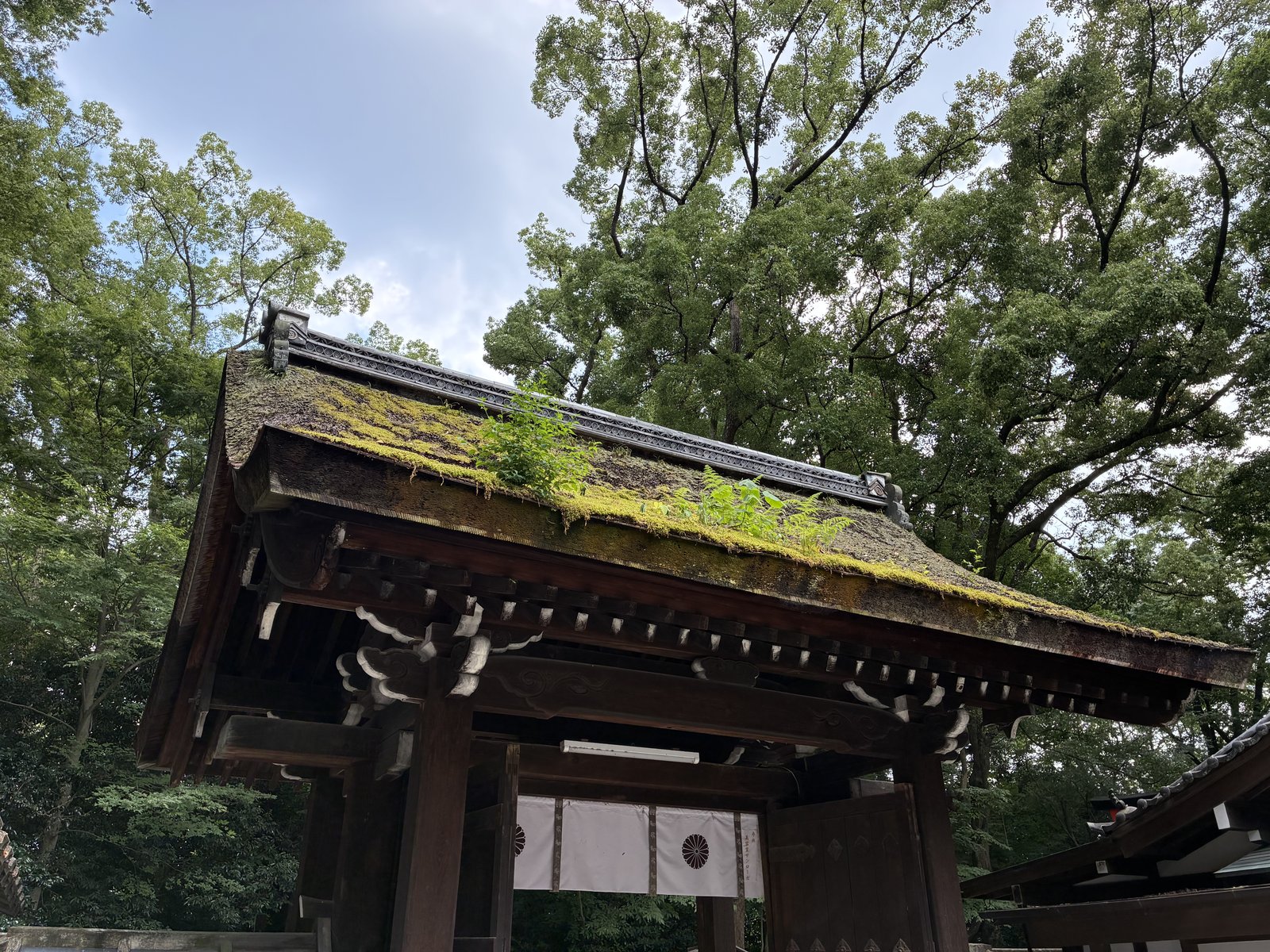 下鴨神社 境内、萱葺きの屋根の上に草が生えた門