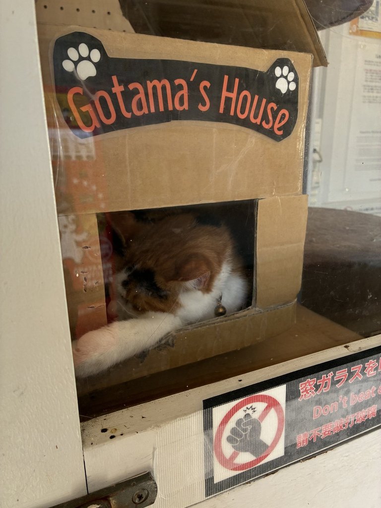 伊太祈曽駅のGotama's Houseの中にいるごたま