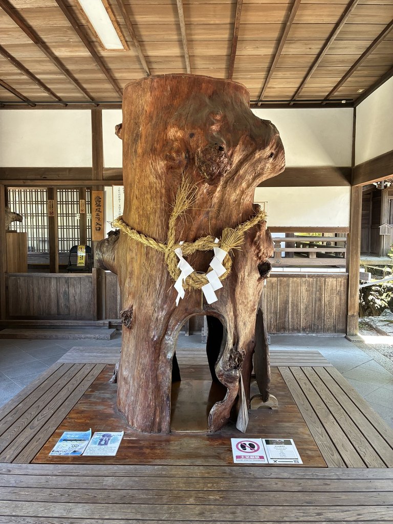 伊太祁曽神社の木の俣くぐり しめ縄が張られた大きな木の株