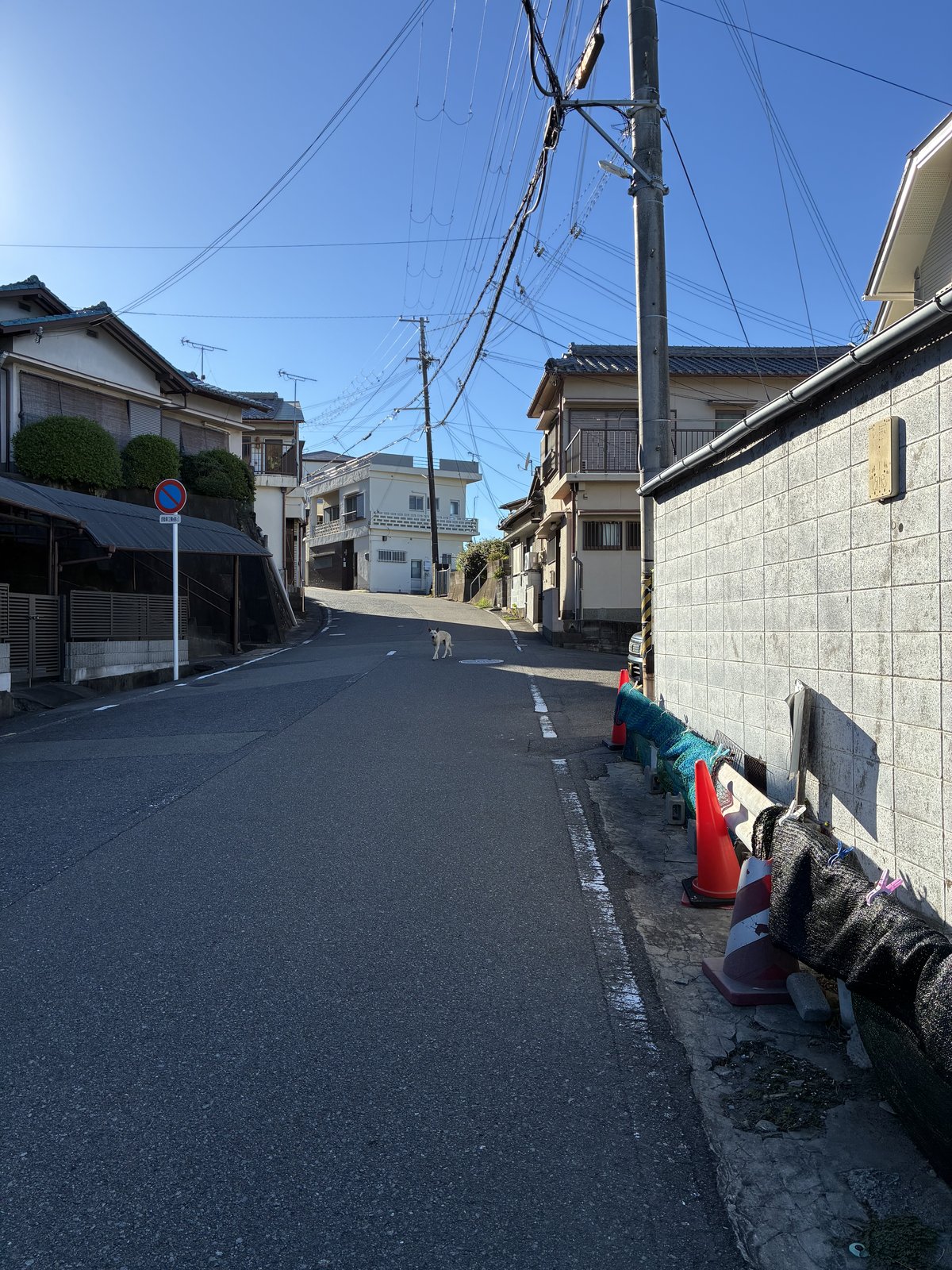 雑賀崎の道路に出てきた犬