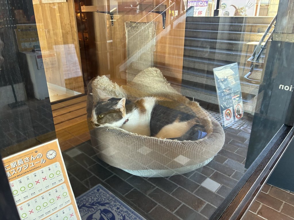 貴志駅の駅長室のかごの中にいるよんたま