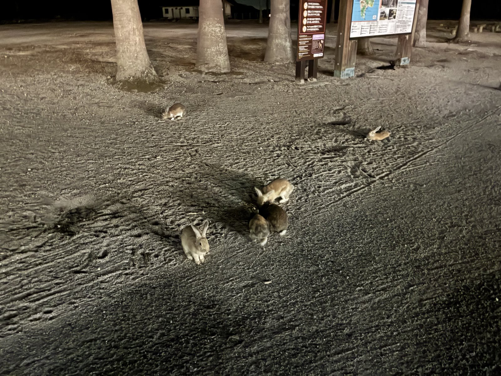 街灯に照らされた広場にいたうさぎ。5羽ほどが写っています