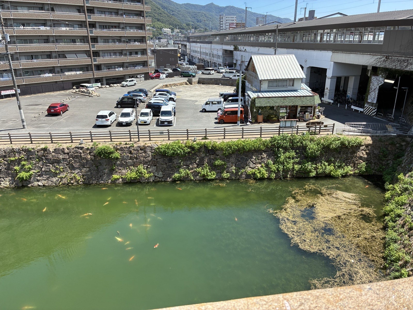 三原城跡の堀。錦鯉が泳いでいます
