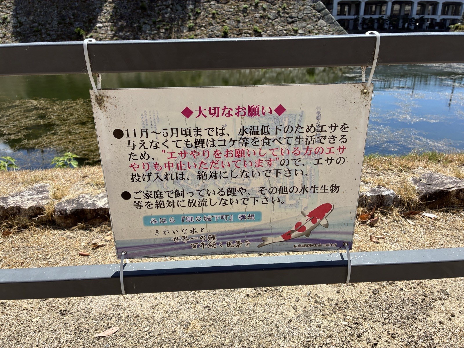堀の柵に下がっている掲示。冬から春は餌やりを止めているとあります