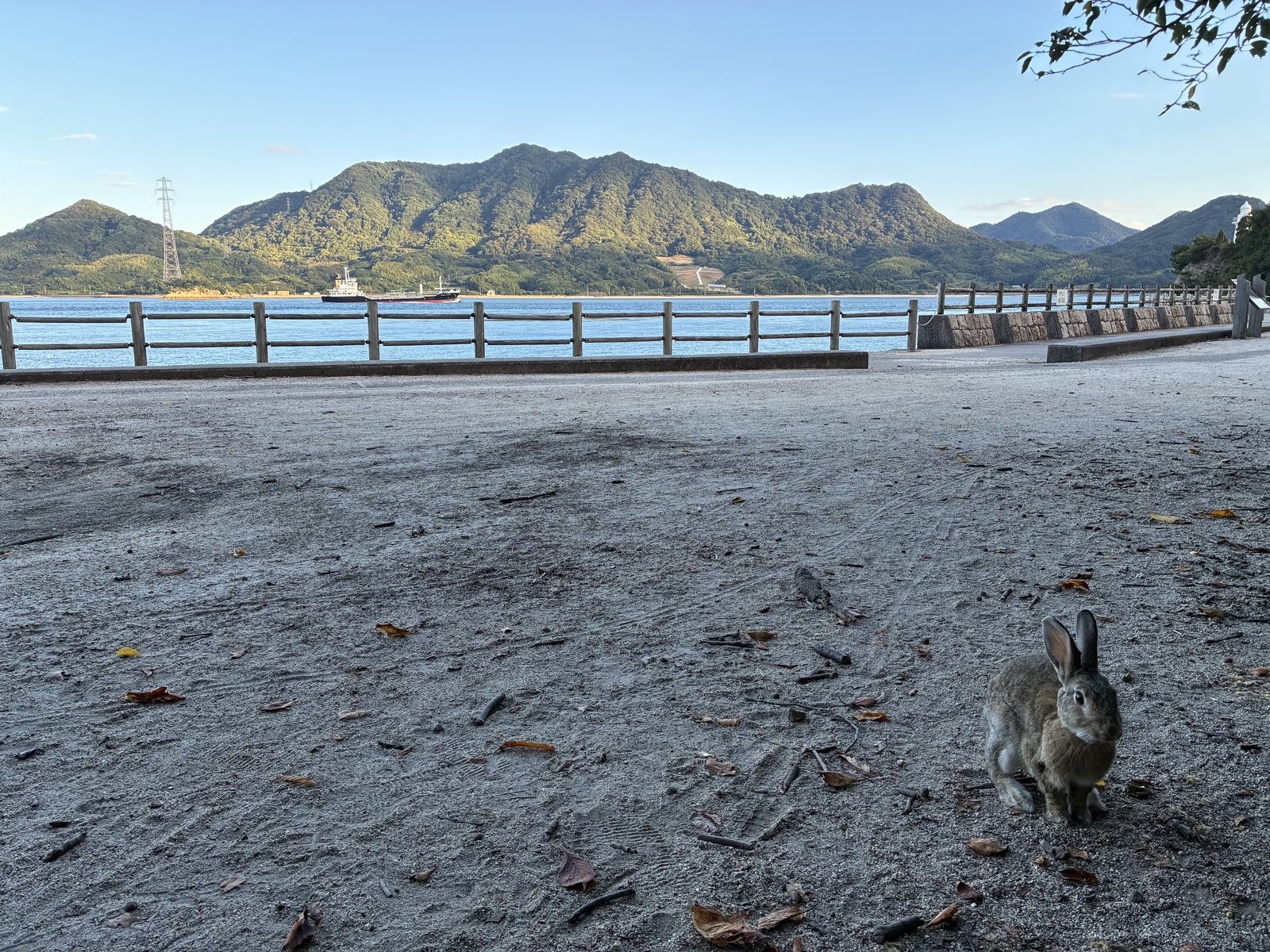柵のすぐ向こうが海。うさぎと沖を通る船