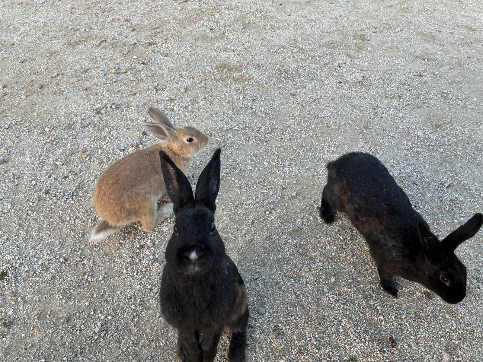 3羽が集まっていました