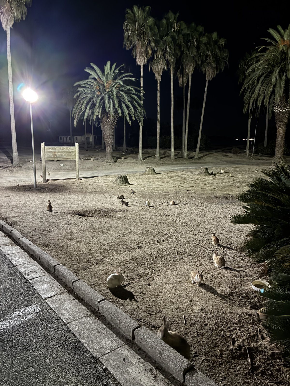 夜、街灯とヤシの木の下に10羽ほど