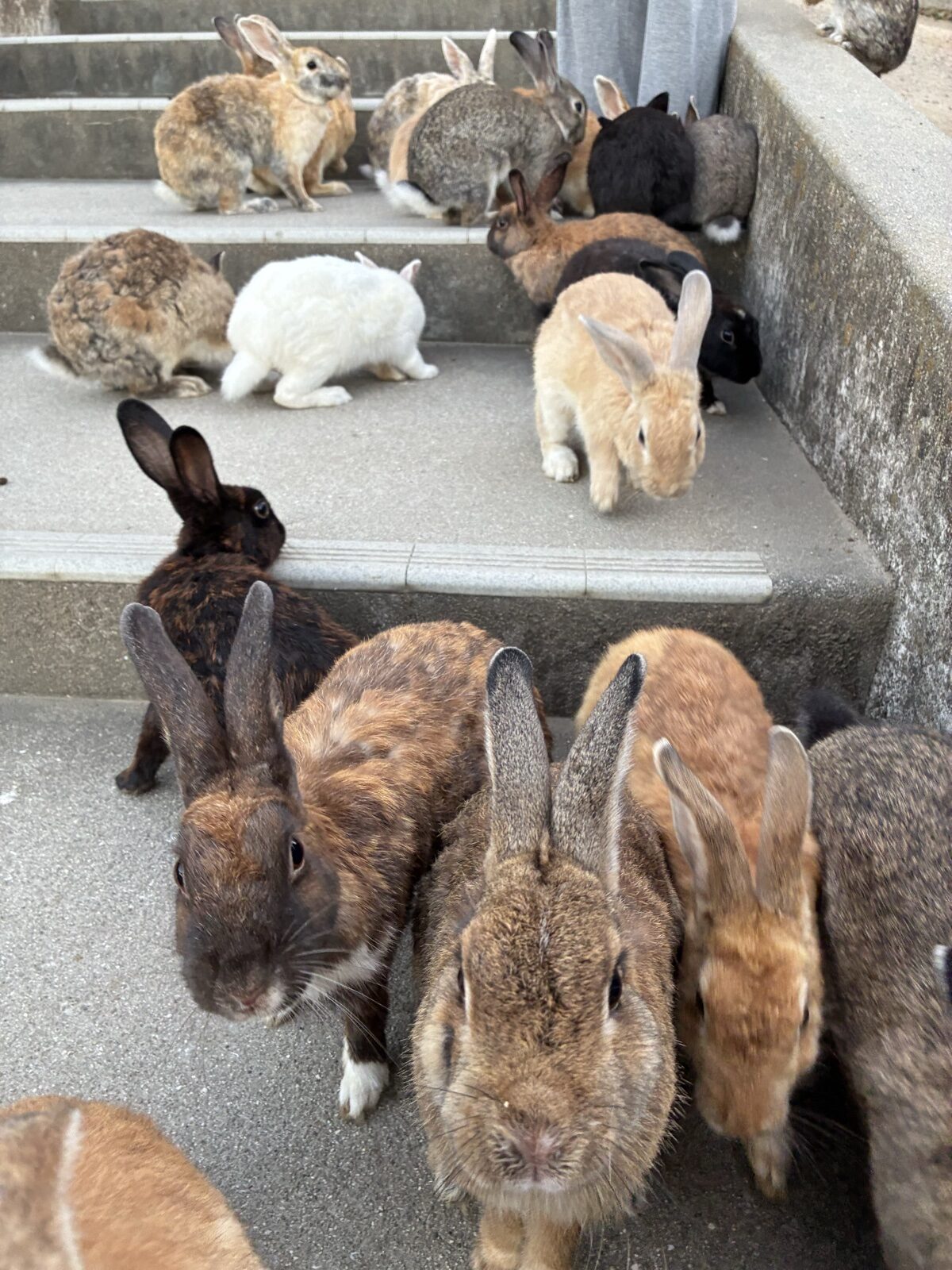 早朝の階段に集まった15羽以上のうさぎ