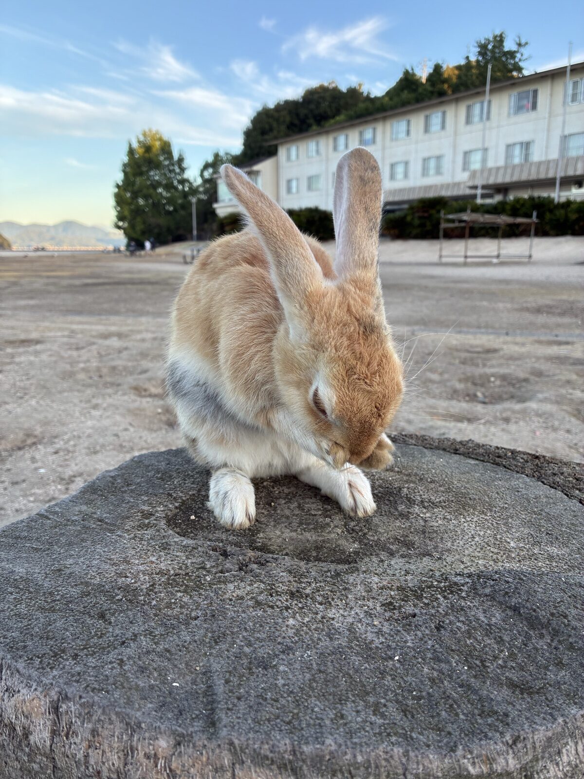 切り株の上で顔を洗ううさぎ。背景は休暇村と朝の広場