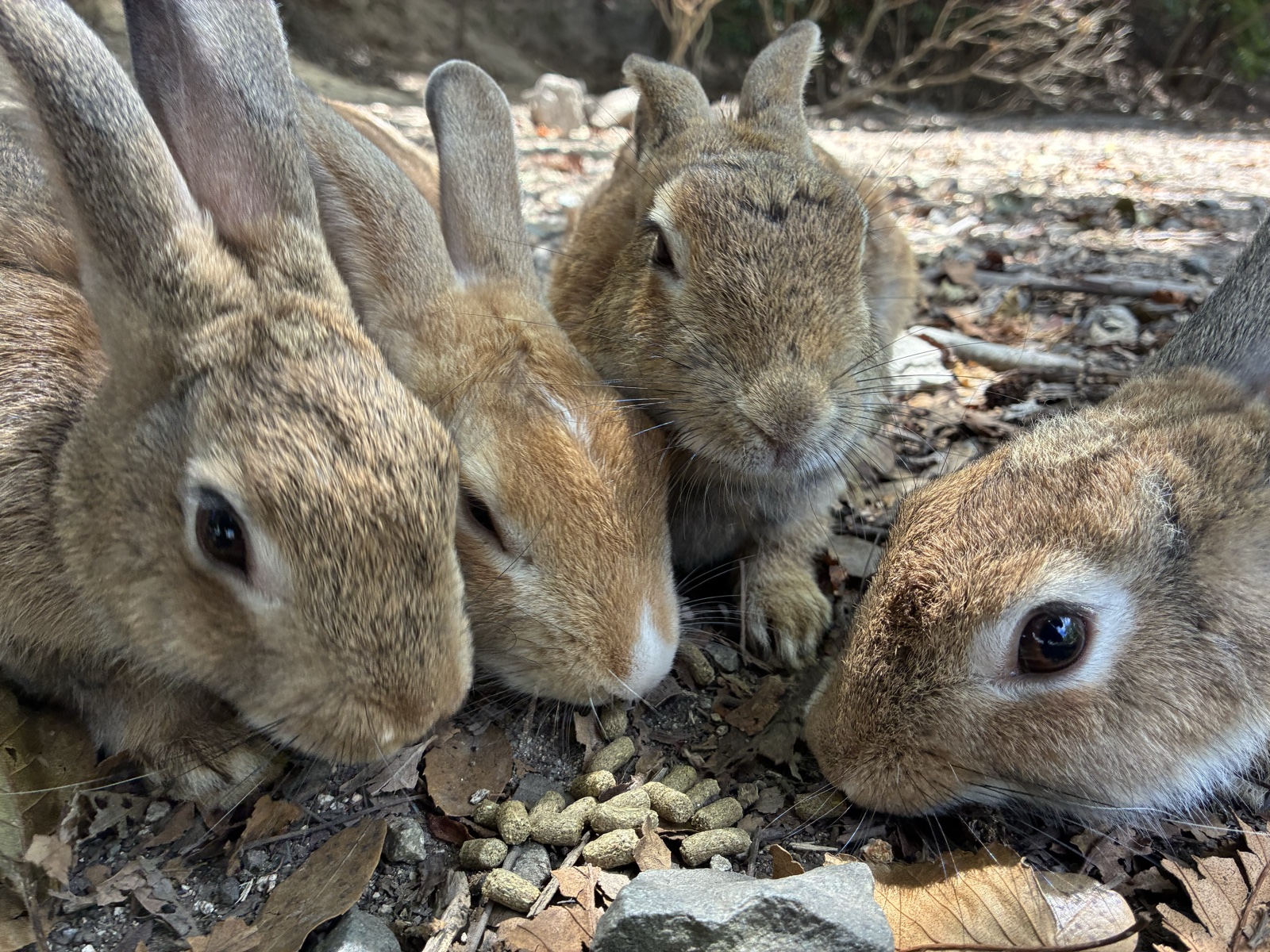地面のペレットを食べる4羽のうさぎ