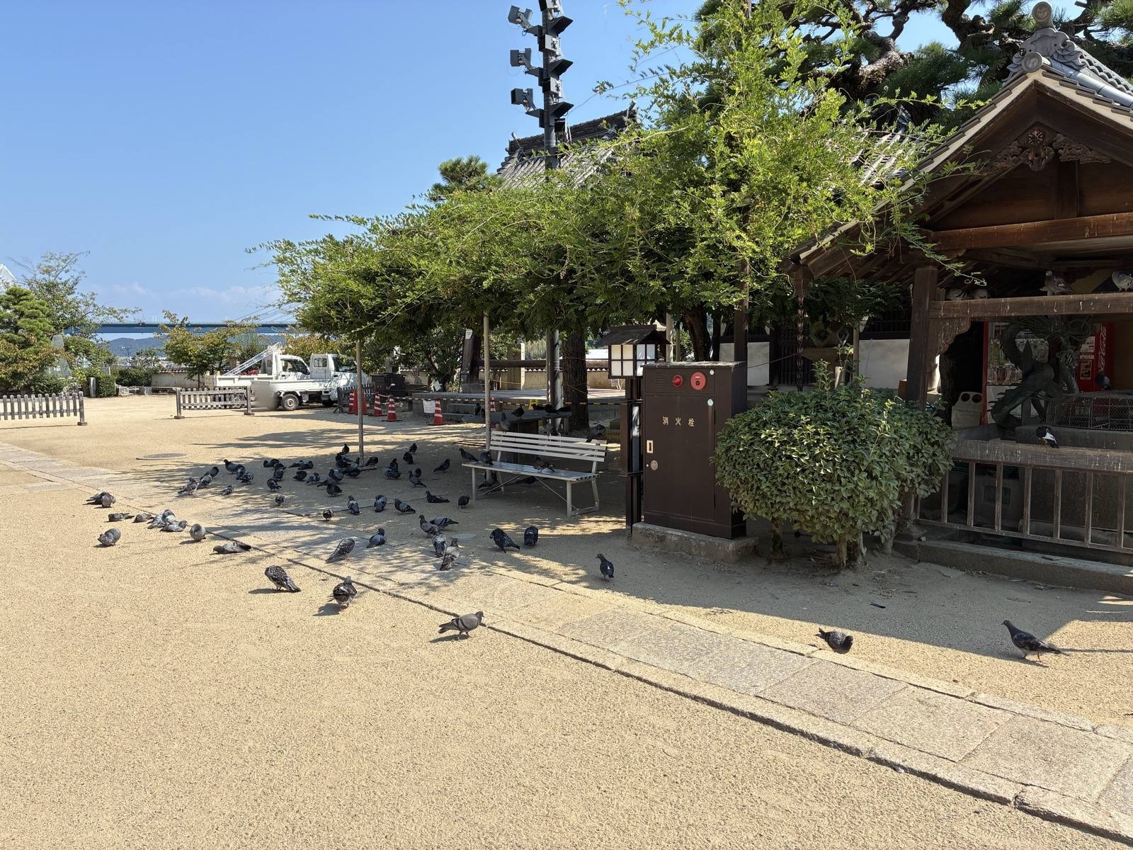 浄土寺の境内に集まった鳩。木陰の帯に並んでいます