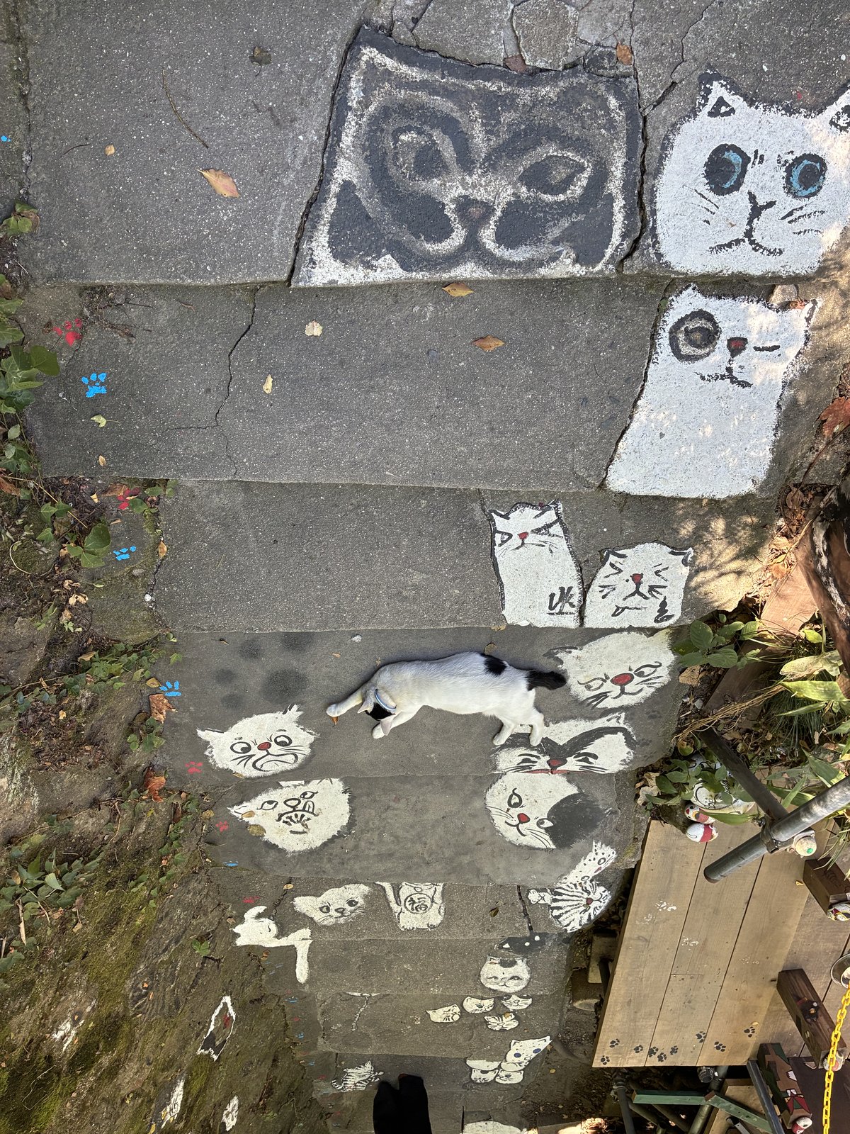 猫の絵が描かれた石段の上を、本物の猫が歩いています