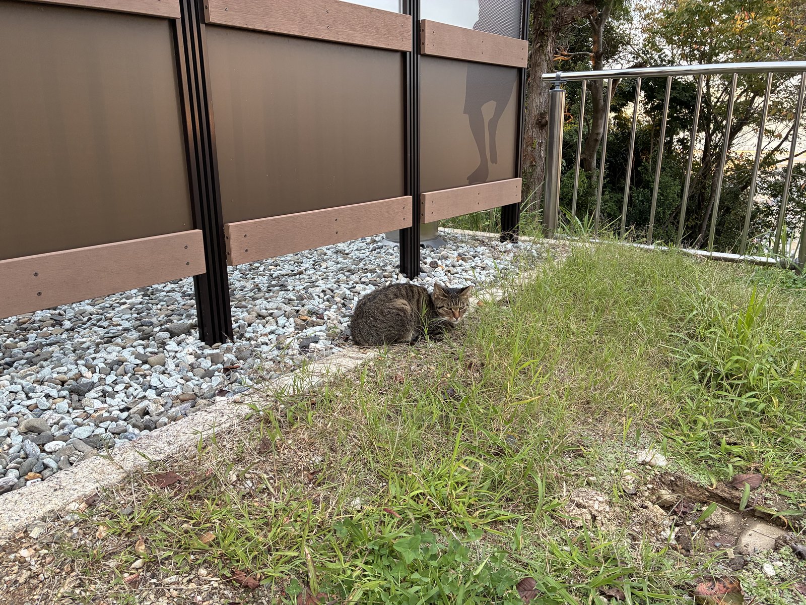 眉山の山頂の草地で寝そべる猫