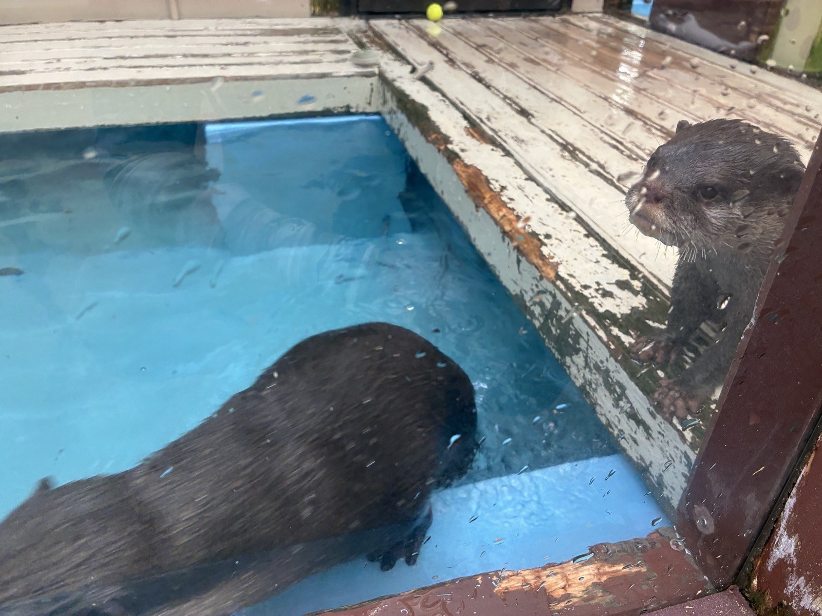 伊勢シーパラダイスのガラスのすぐ前まで寄ってきたカワウソ