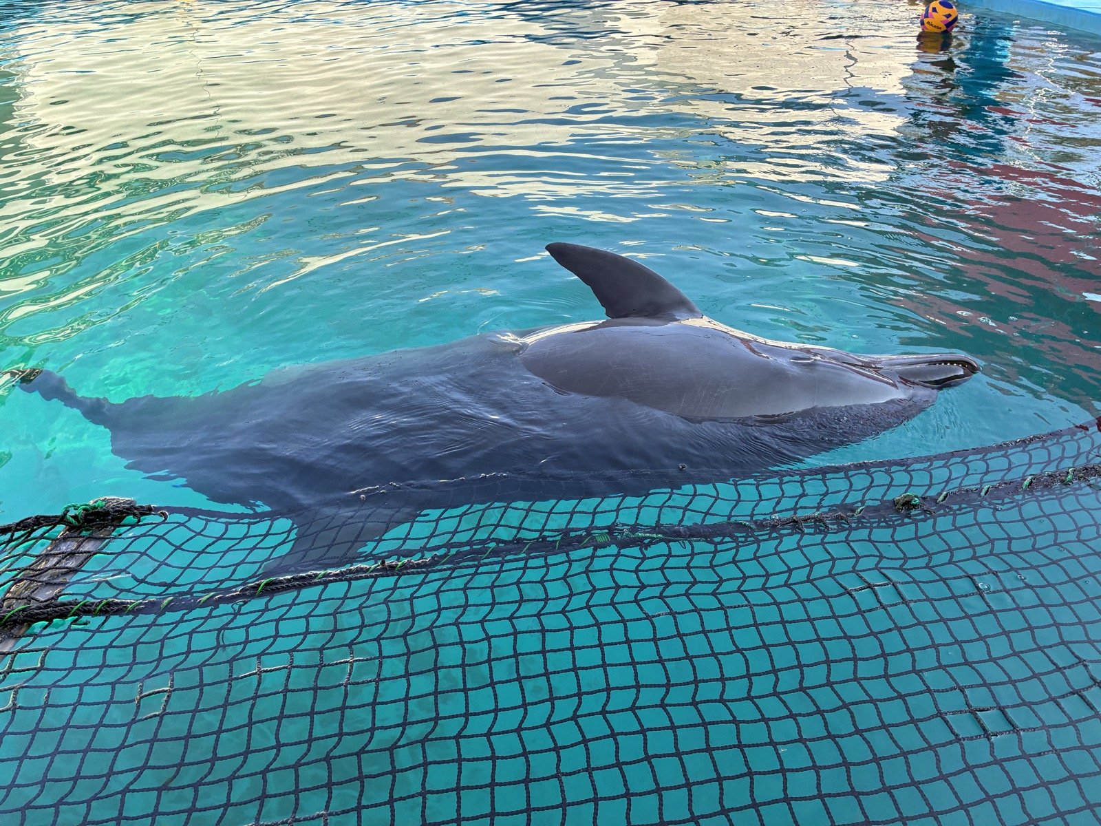 伊勢シーパラダイスのプールで、死んだふりのように浮いていたイルカ