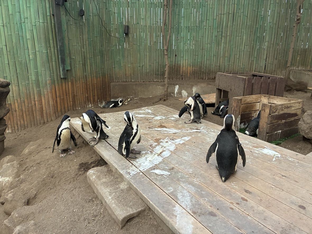 伊勢シーパラダイスの砂地を歩くペンギンたち