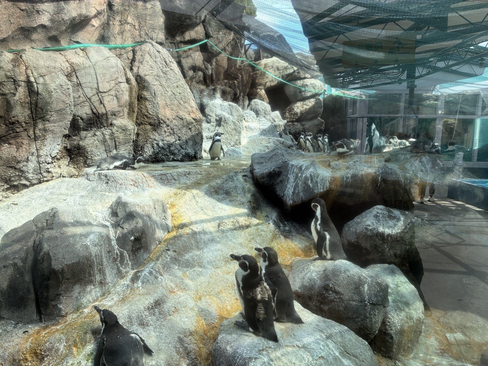 鳥羽水族館の岩場にいるペンギンたち