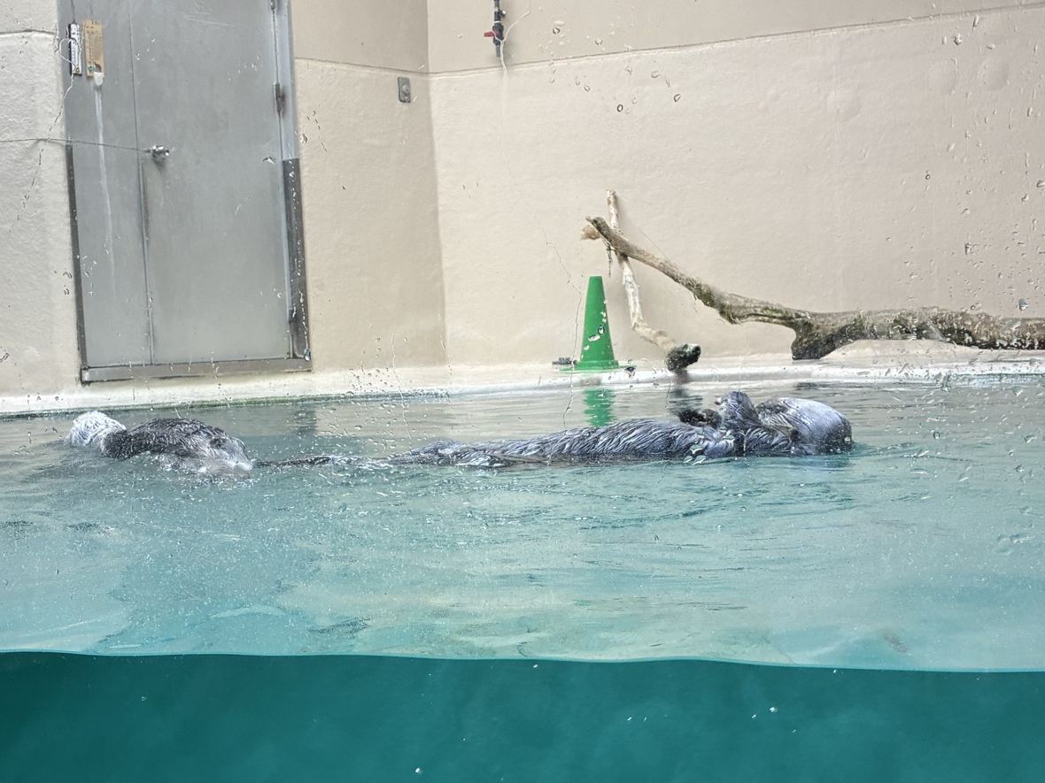 鳥羽水族館の水槽に浮かぶ2頭のラッコ
