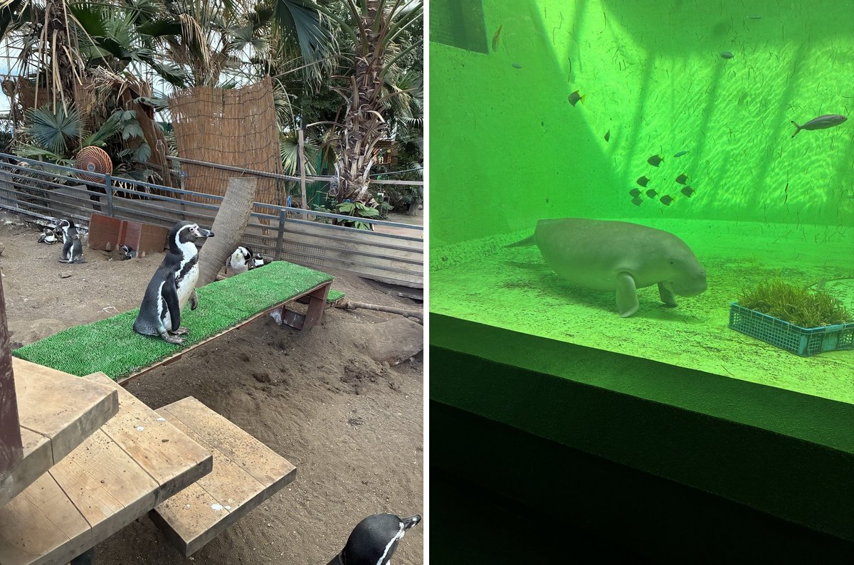伊勢シーパラダイスのペンギンと鳥羽水族館のジュゴン