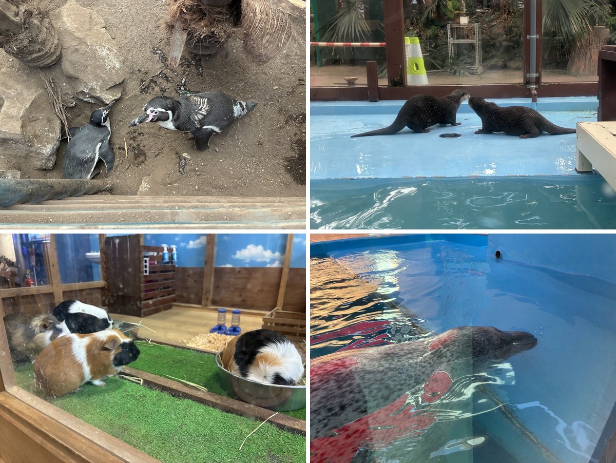 伊勢シーパラダイスで見たペンギン・鼻をくっつけ合うカワウソ・モルモット・泳ぐゴマフアザラシ