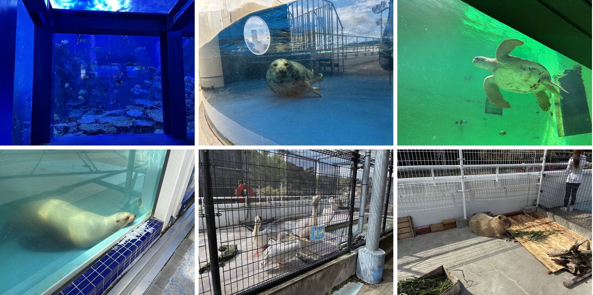 鳥羽水族館で見た大水槽・アザラシの仲間・ウミガメ・アシカ・ペリカン・カピバラ