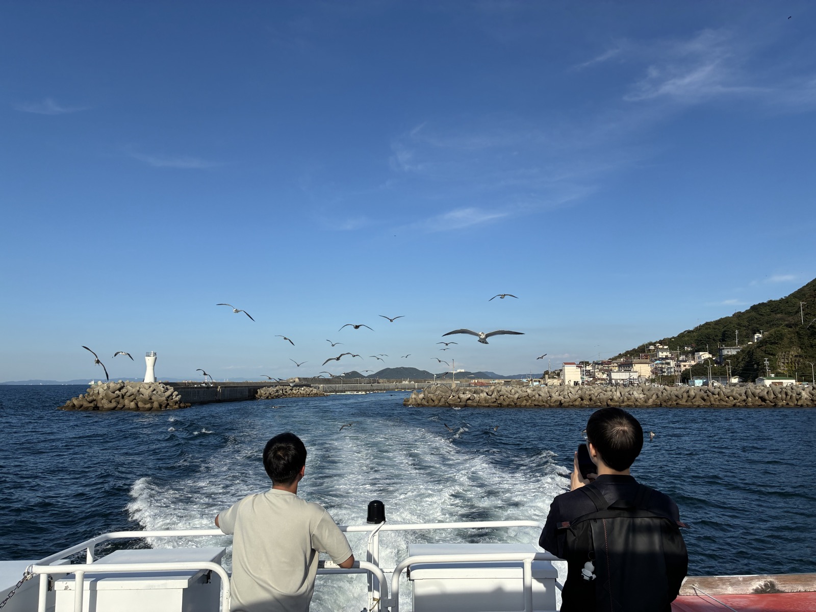 帰りの船の後ろに集まってきたカモメ