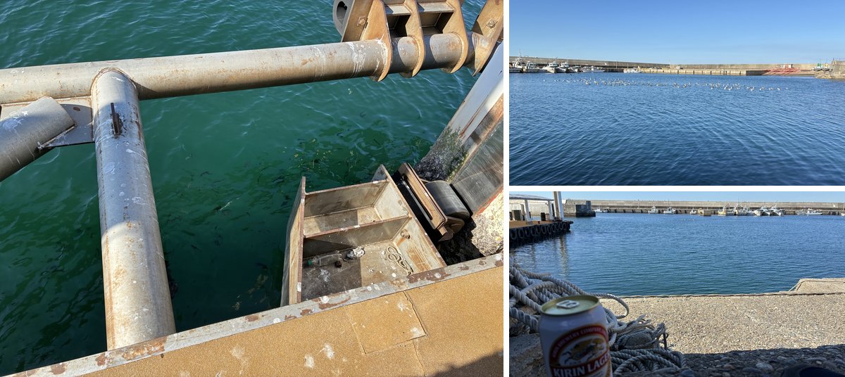 乗り場の下の海・海に浮かぶカモメ・港で飲んだ缶ビール