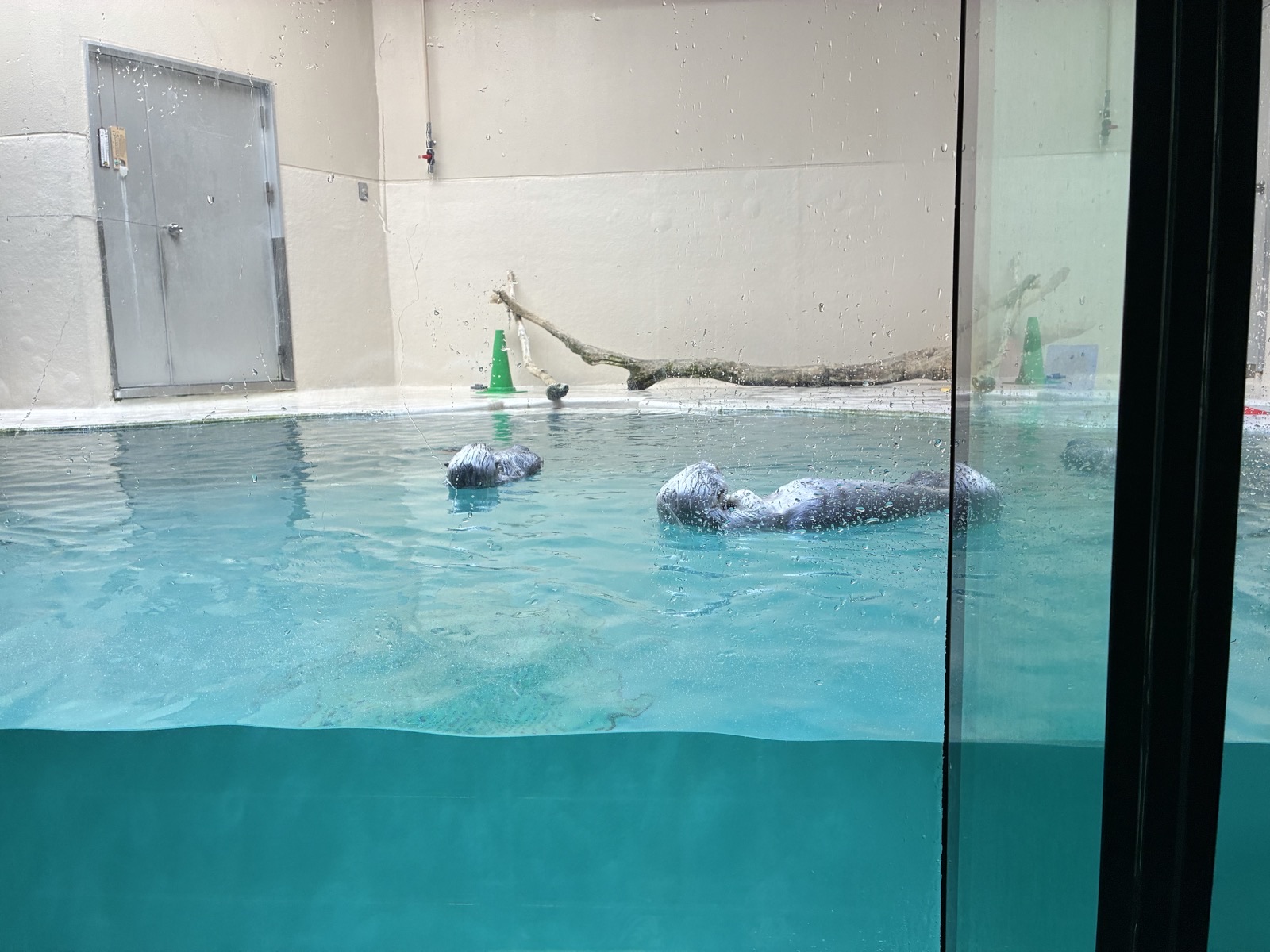 鳥羽水族館のラッコ