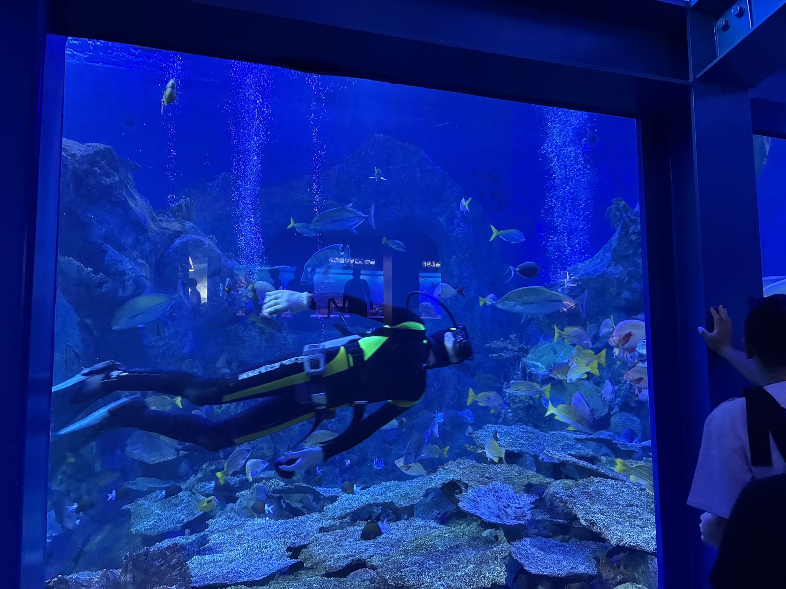 鳥羽水族館の大きな水槽の中を泳ぐダイバーと魚