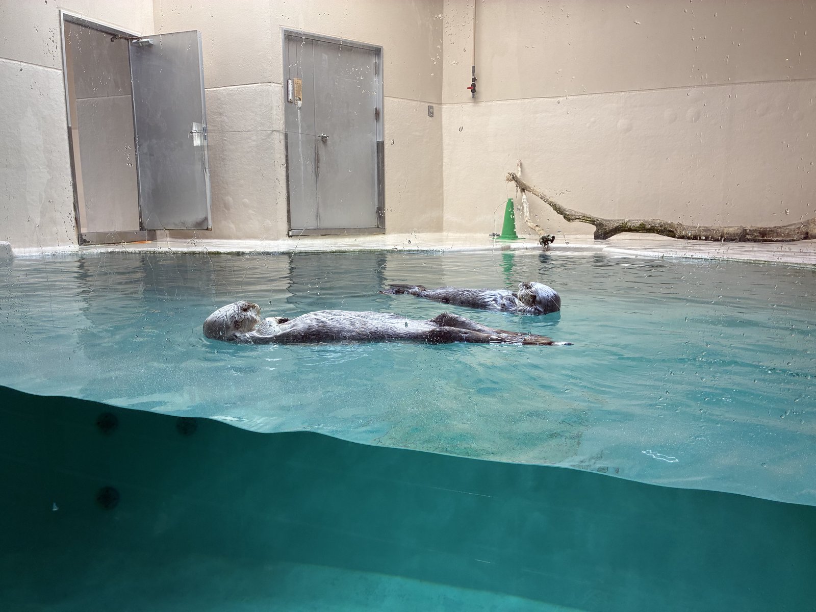 鳥羽水族館の水槽で浮かぶ2頭のラッコ