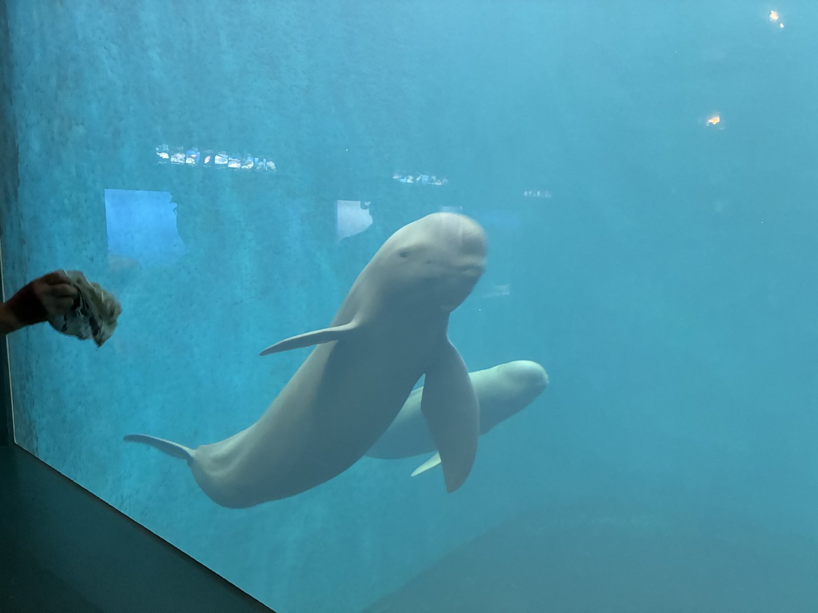 鳥羽水族館の水槽を泳ぐスナメリ