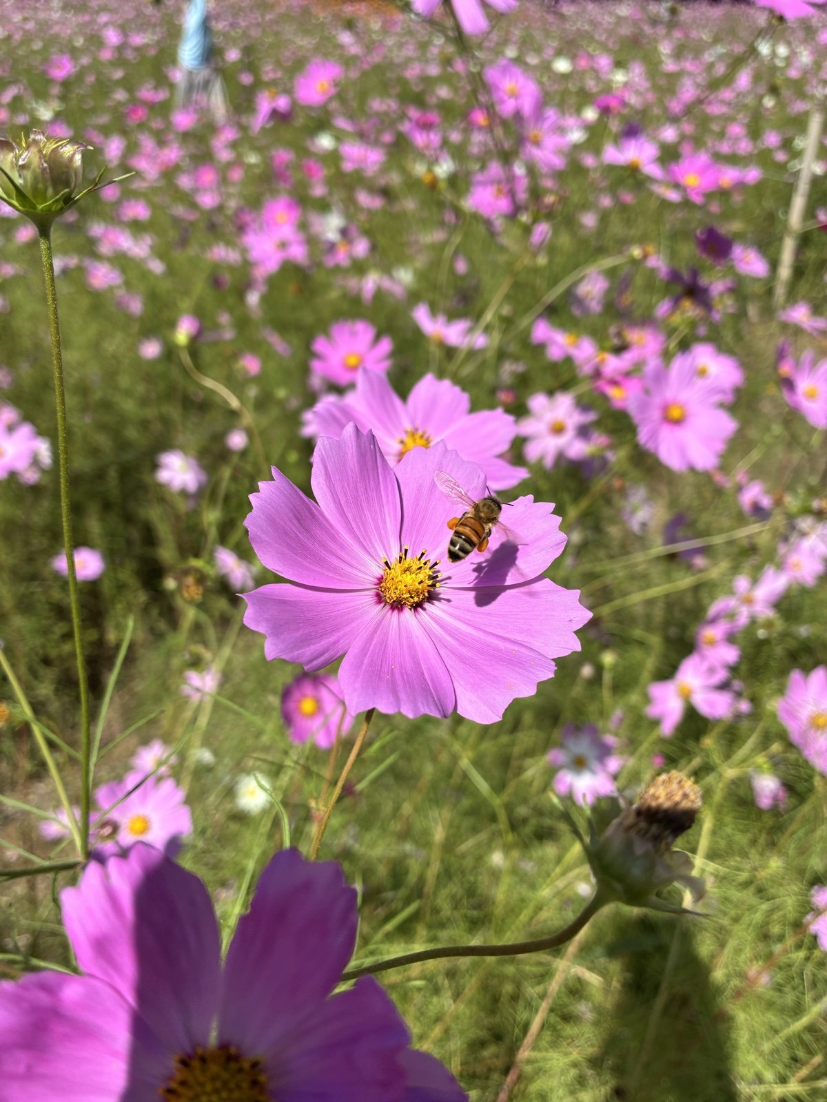花粉を持ってコスモスの上を飛ぶハチ