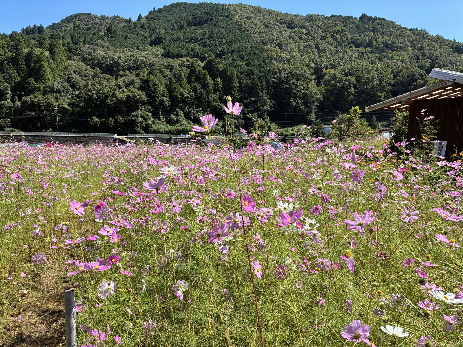 とよのコスモスの里の花畑。奥に山が見える