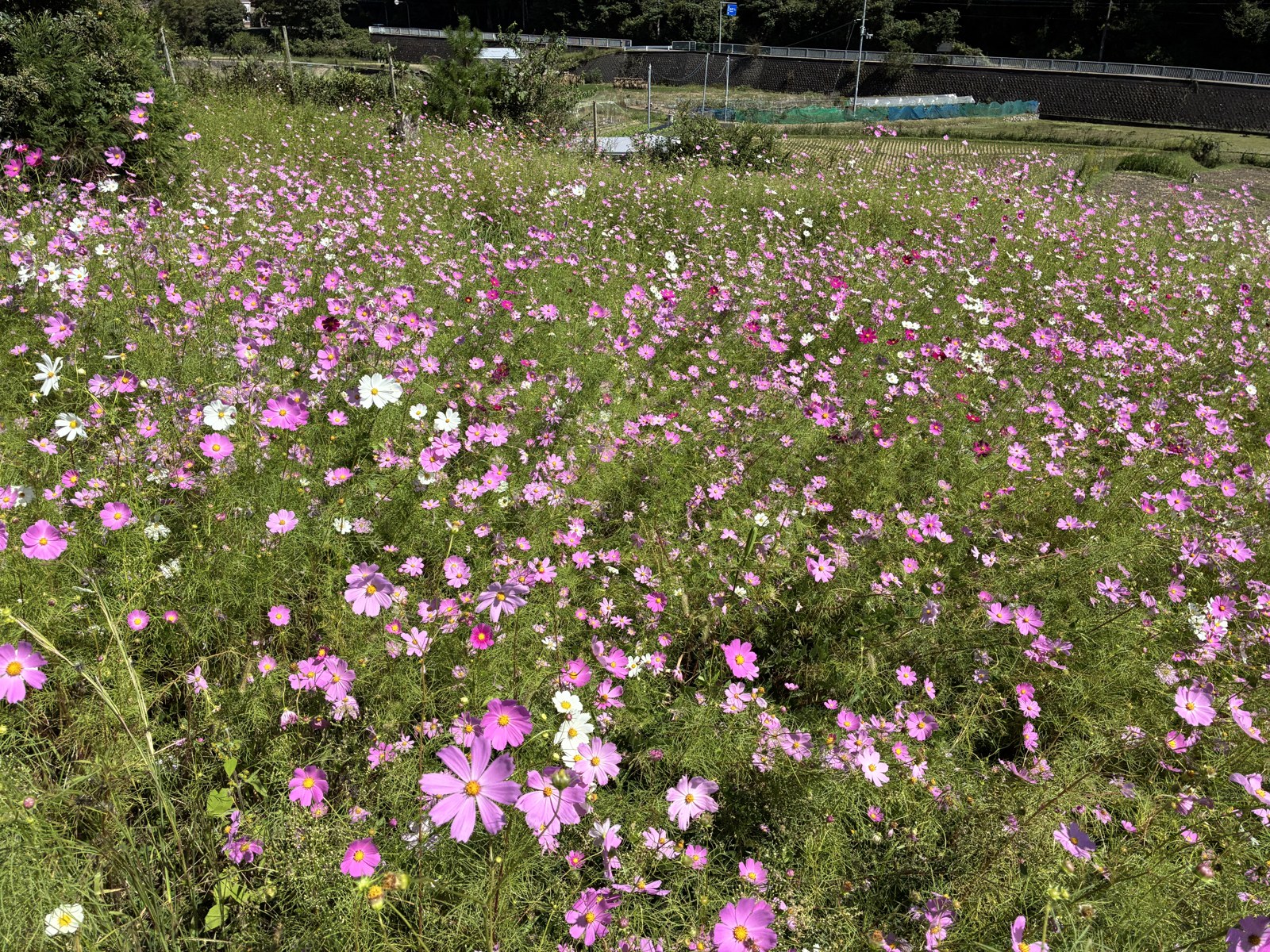 コスモスが広がる園の一角