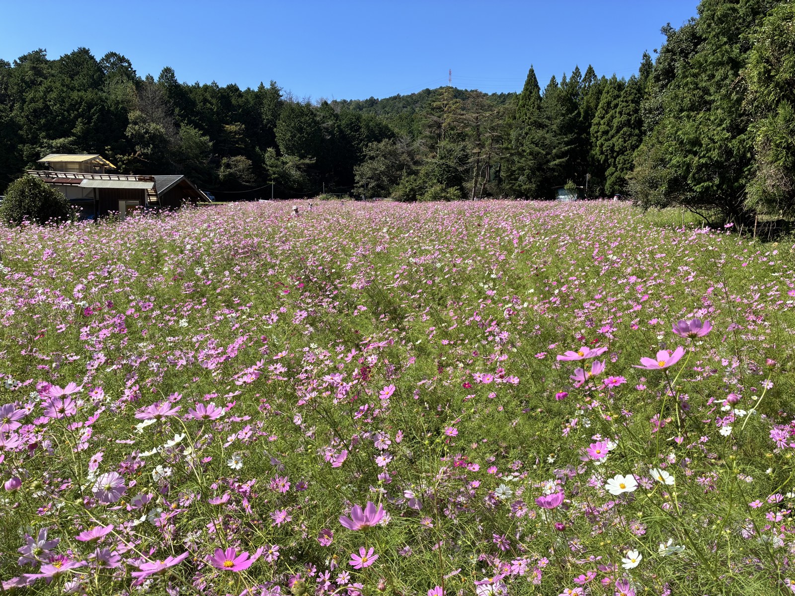 手前までコスモスが咲く園の花畑と奥の建物