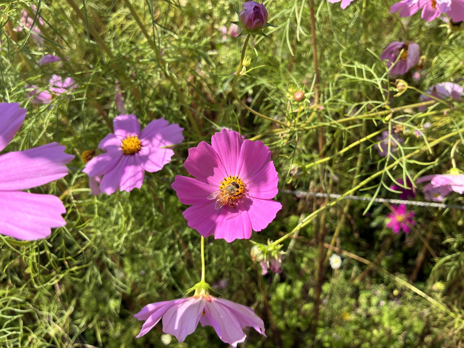 近くで見たコスモスの花