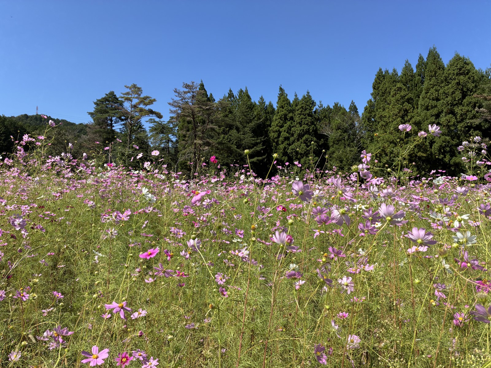 ピンクのコスモスが一面に咲く花畑