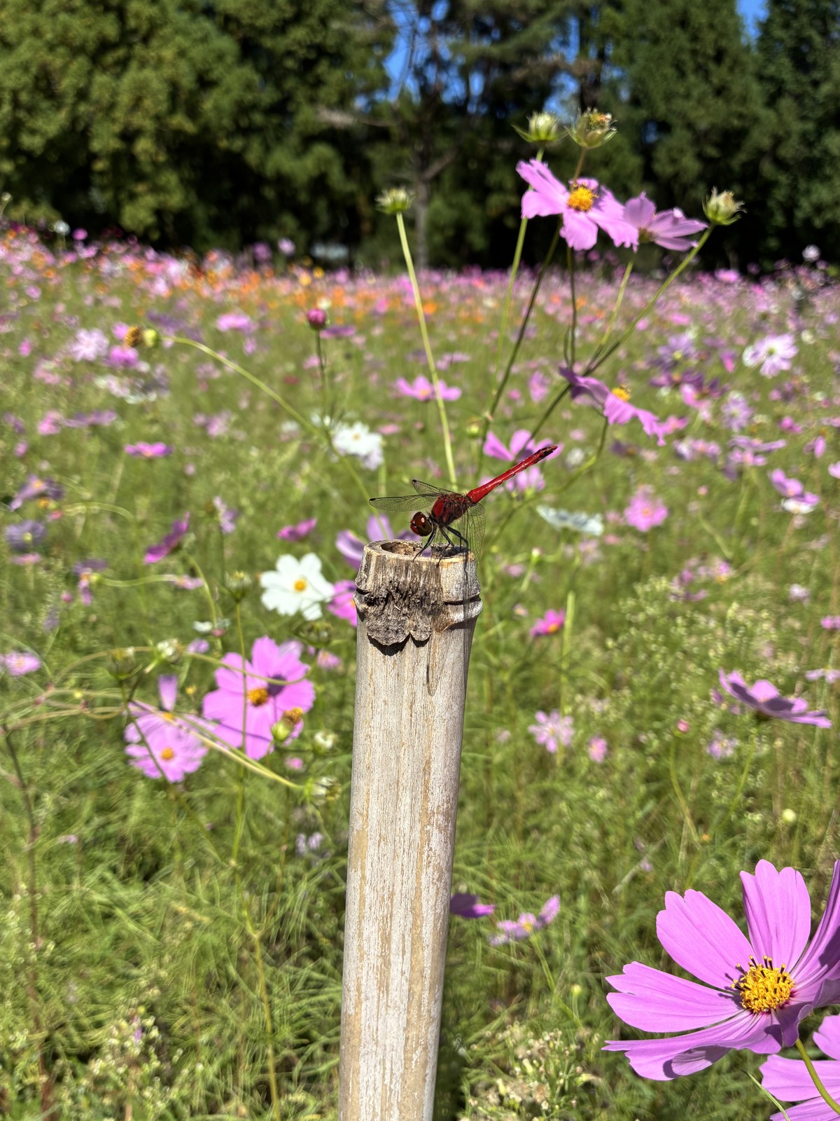 竹の杭に止まる赤とんぼ