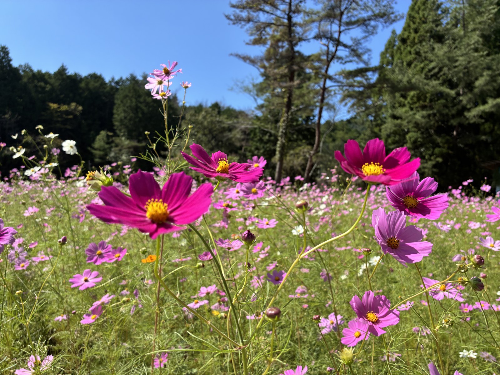 濃い赤紫のコスモスと青空